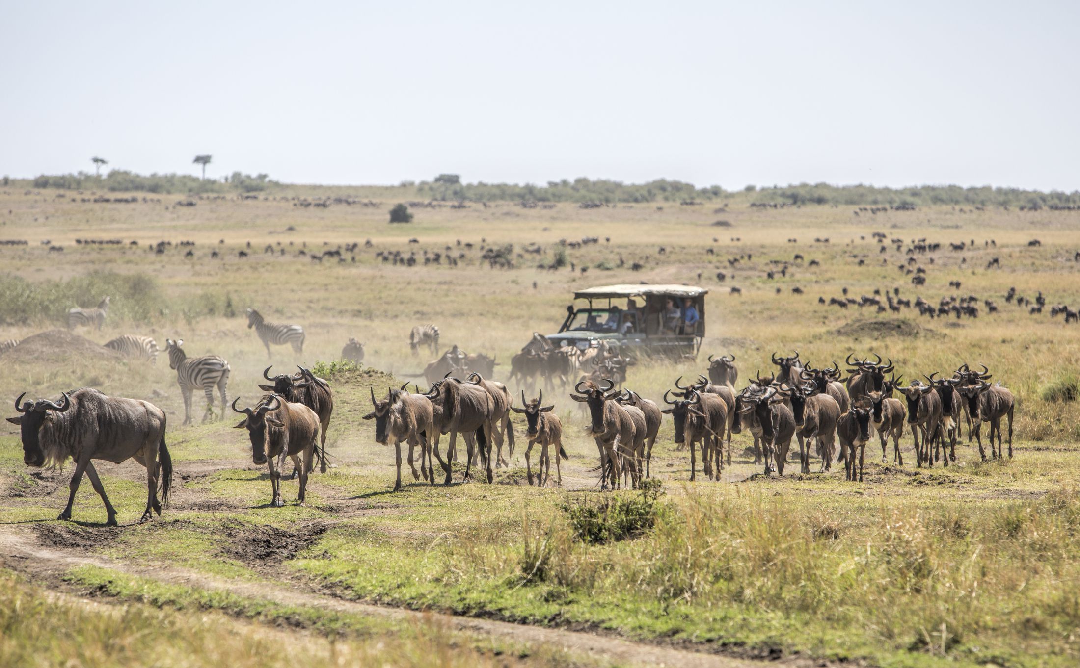 3 Days Budget Maasai Mara Safari
